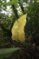 Niphidium crassifolium