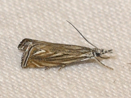Platytes Moth photo 5