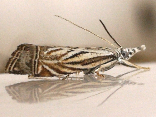 Platytes Moth photo 4