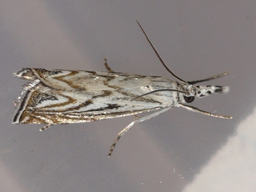 Platytes Moth photo 3