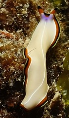 Pseudoceros bimarginatus