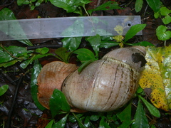 Megalobulimus popelairianus