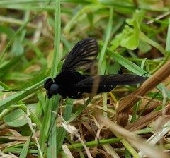 Chrysopilus connexus