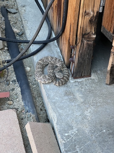 iNaturalist observation photo of Southwestern Speckled Rattlesnake