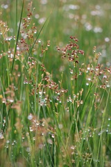 Juncus dubius