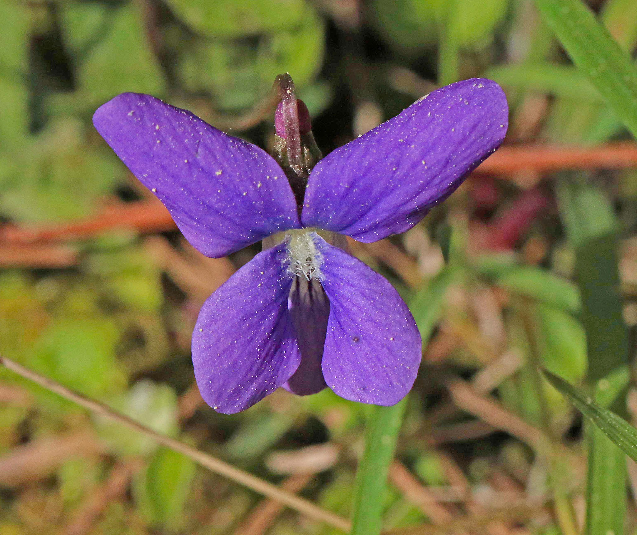 Viola sororia var. affinis