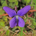 Le Conte's Violet - Photo (c) Jerry Oldenettel, some rights reserved (CC BY-NC-SA)