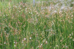 Juncus dubius