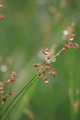Juncus dubius