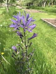Camassia leichtlinii