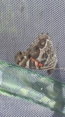 Vanessa virginiensis