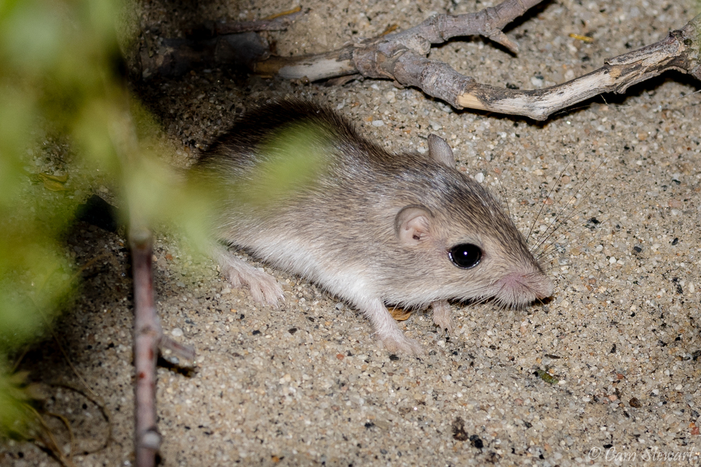 Desert Pocket Mouse