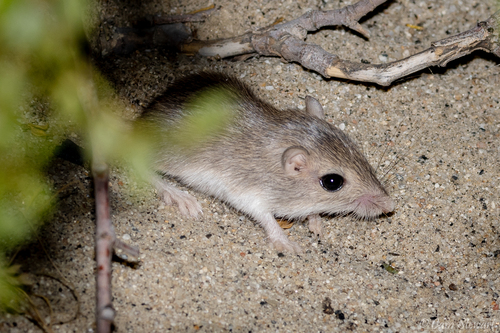 Desert Pocket Mouse