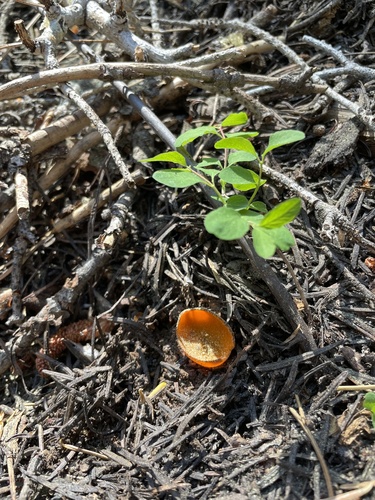 iNaturalist observation photo of Spring Orange Peel Fungus