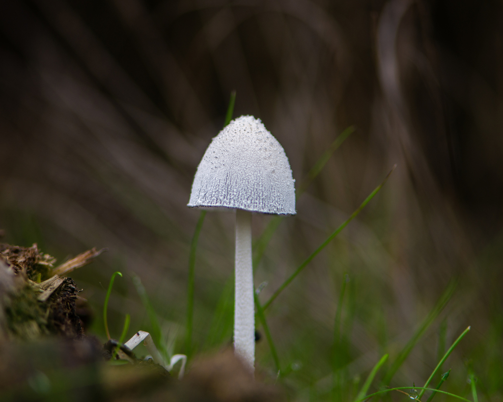 Coprinopsis nivea · June 2024 · photo: © niboldus (iNaturalist, cc-by)