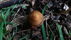 Psilocybe subaeruginosa