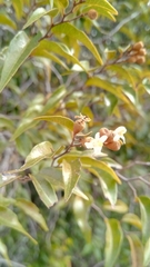 Sarcolaenaceae