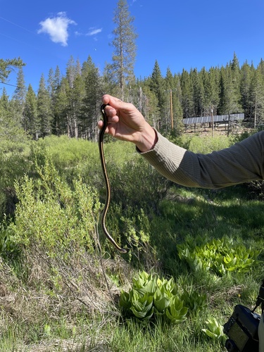 iNaturalist observation photo of Western Terrestrial Garter Snake