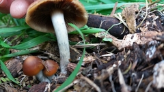 Psilocybe subaeruginosa