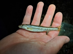 Ozark Chub photo 3