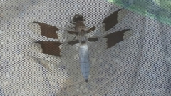 Plathemis lydia