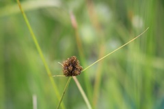 Carex athrostachya