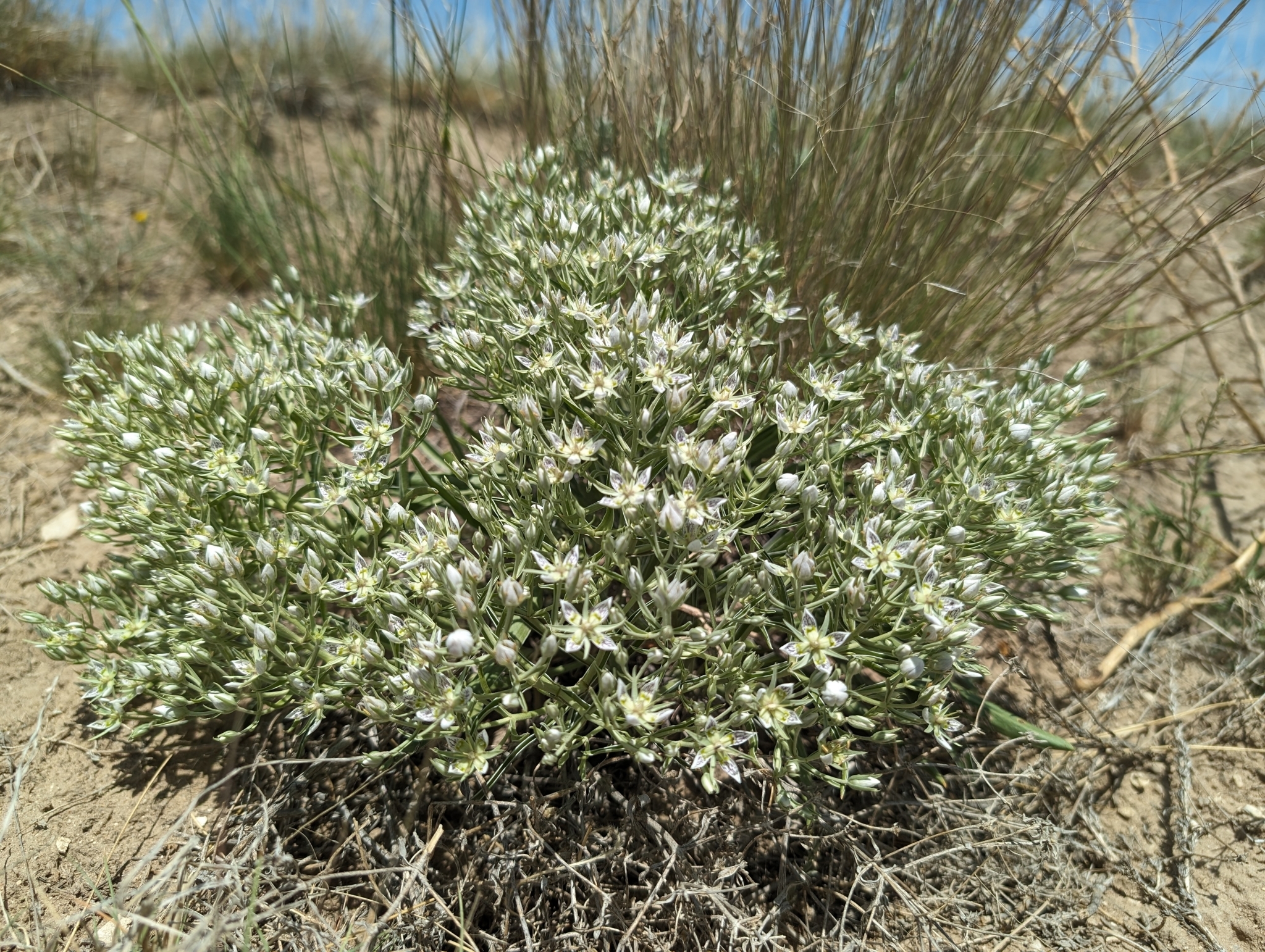 Frasera coloradensis