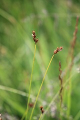 Carex gracilior