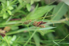 Carex nebrascensis