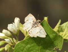 Antigonus emorsa