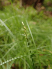 Carex arcta