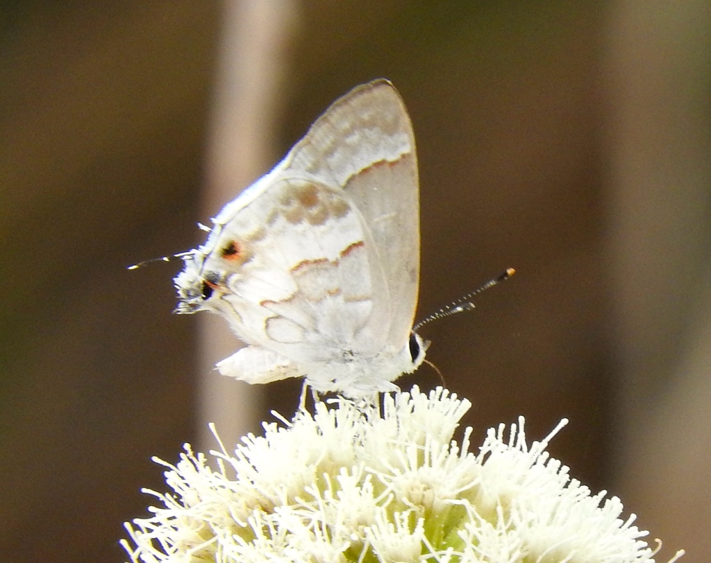White Scrub-Hairstreak