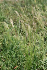 Deschampsia elongata