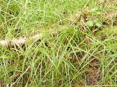 Carex arcta