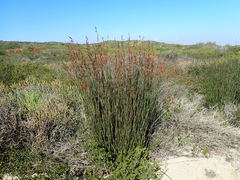 Thamnochortus erectus