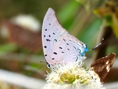 Pseudolycaena damo