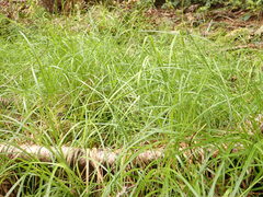 Carex arcta
