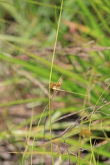 Carex unilateralis