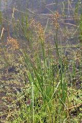 Juncus xiphioides
