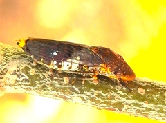 Homalodisca ichthyocephala