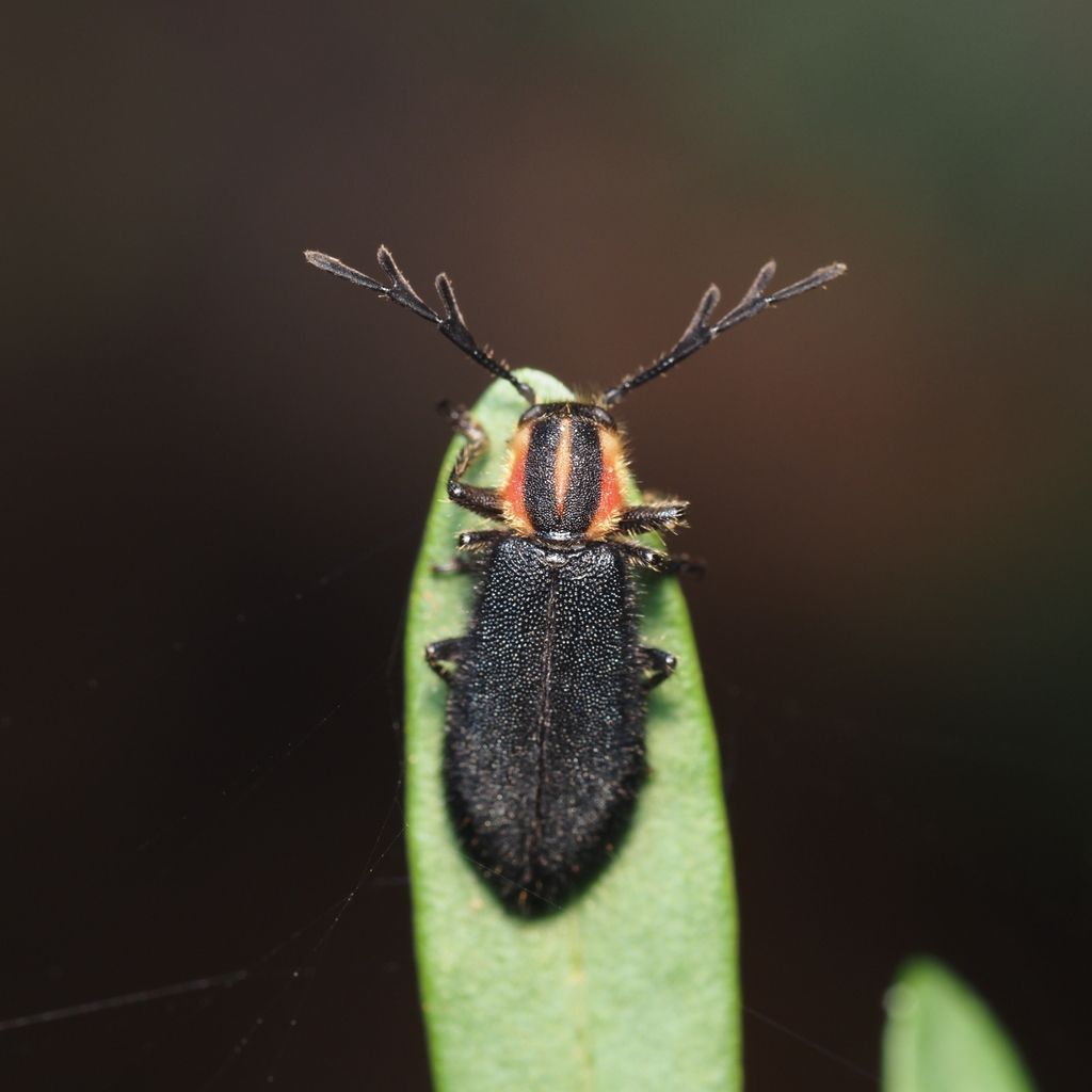 Pilose Checkered Beetle