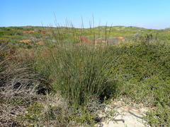 Thamnochortus spicigerus