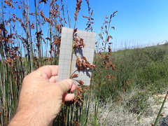 Thamnochortus erectus