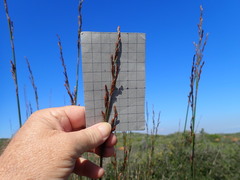 Thamnochortus spicigerus