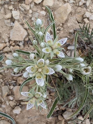 Image of Frasera coloradensis by no rights reserved