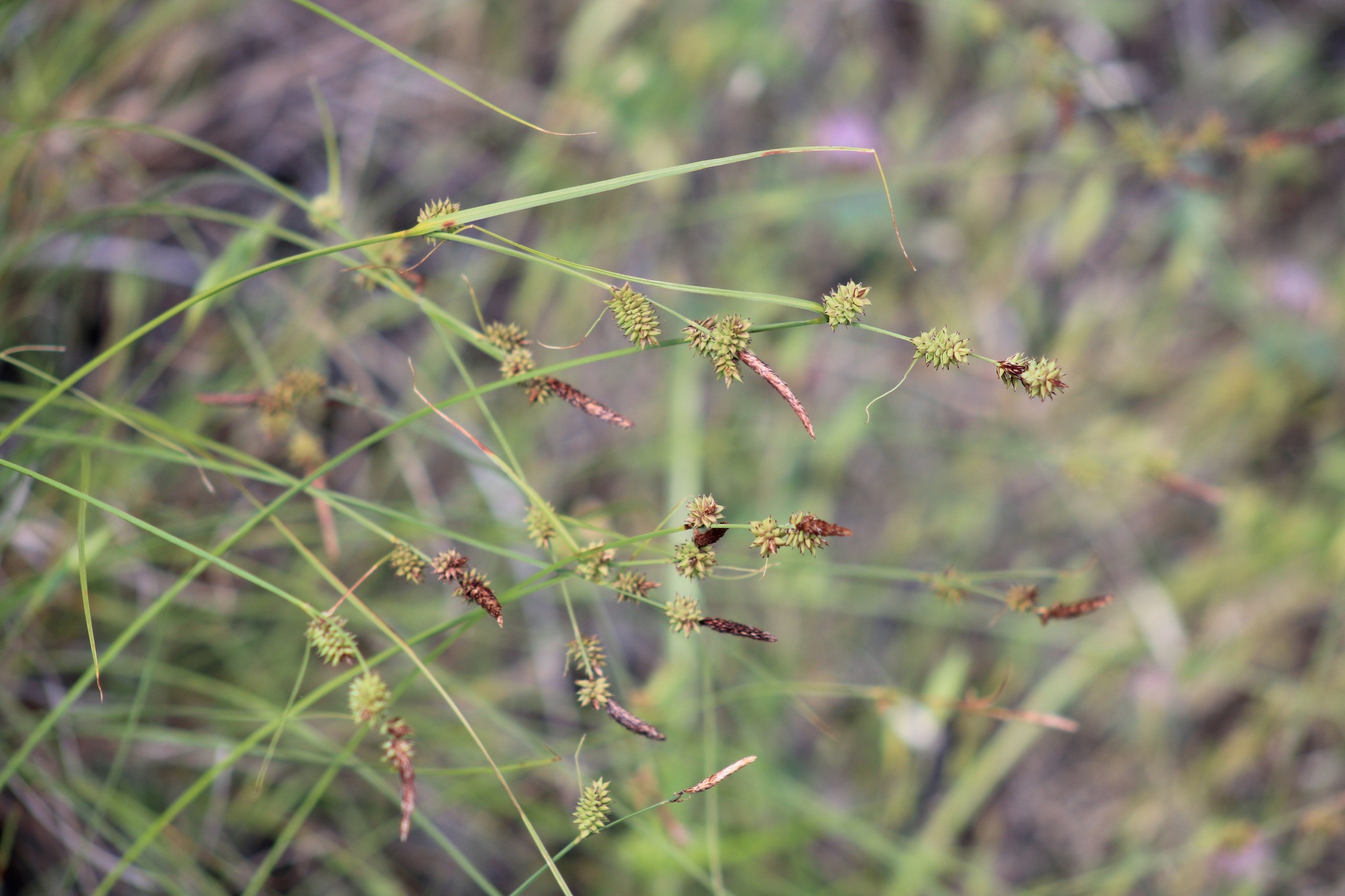 Carex serratodens