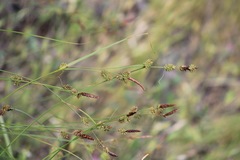 Carex serratodens
