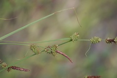 Carex serratodens