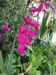 Gladiolus palustris