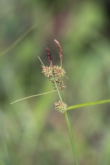 Carex serratodens